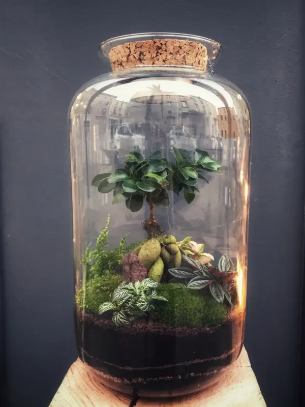 DARWIN Terrarium tropical fermé taille XL - 139€