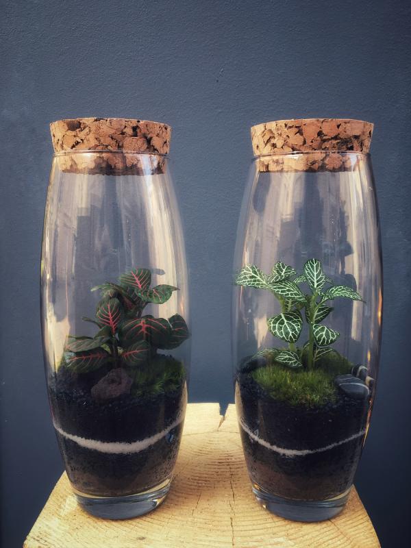 KARIGINI Terrarium tropical fermé taille S - 39€