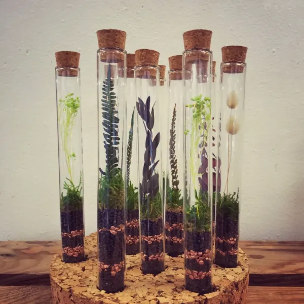 LABO terrarium fermé stabilisé taille XS - 10€