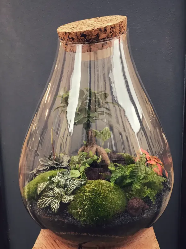 MANLY Terrarium tropical fermé taille XXL - 169€