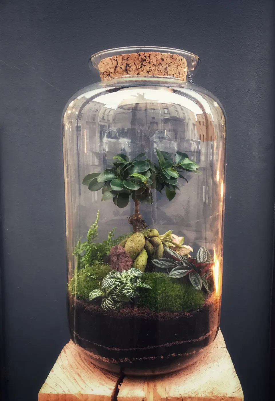 DARWIN Terrarium tropical fermé taille XL - 139€