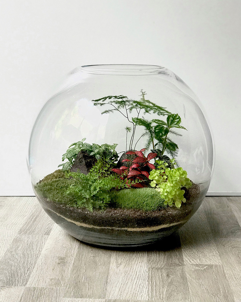 Terrarium à assembler - Plante sous verre DIY, vente au meilleur