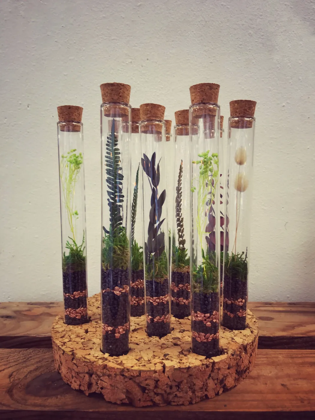 LABO terrarium fermé stabilisé taille XS - 10€