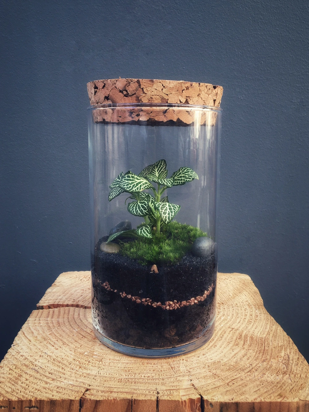 BRISBANE Terrarium tropical fermé taille S - 39€