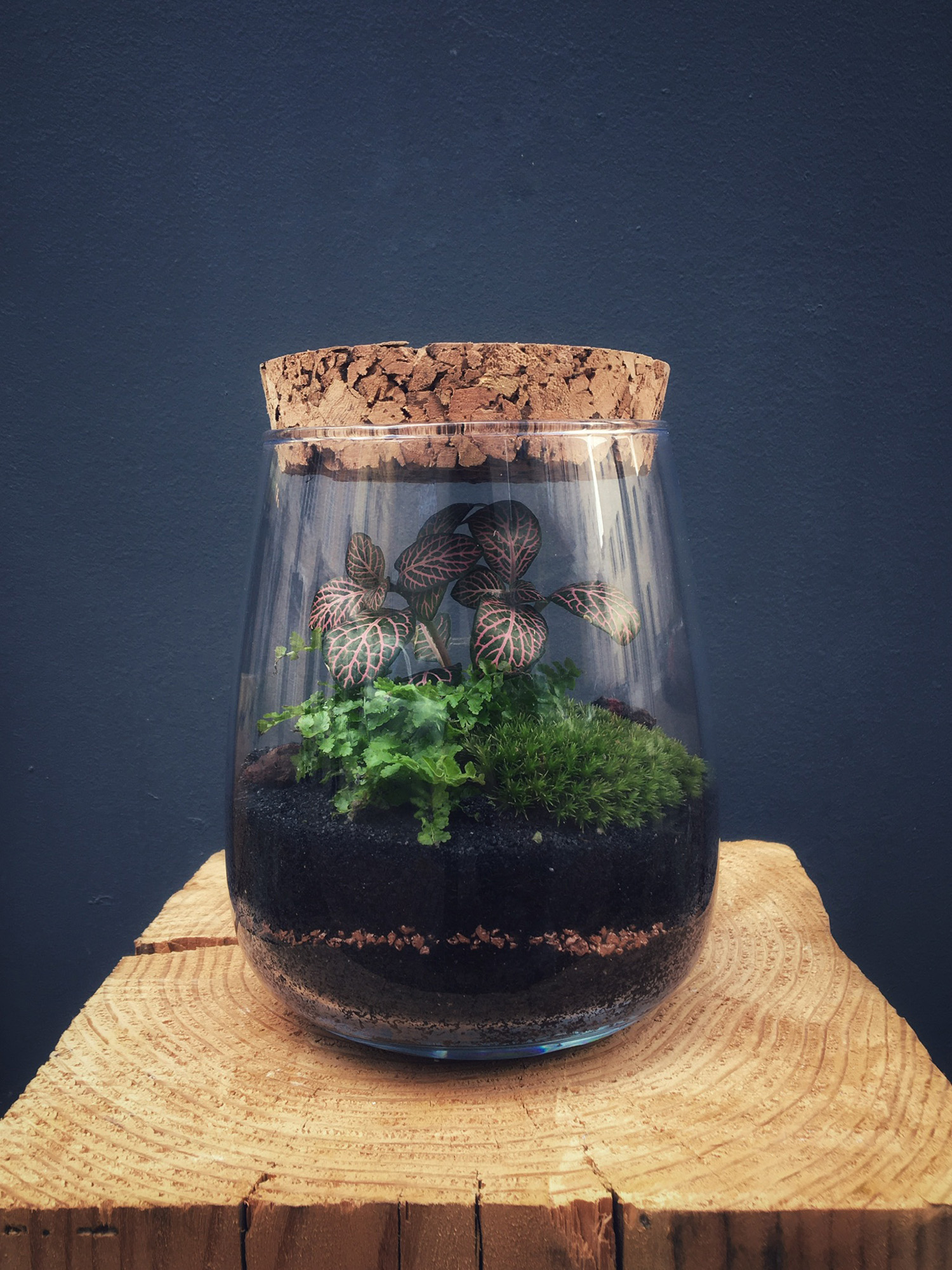 ROTTNEST Terrarium tropical fermé taille S