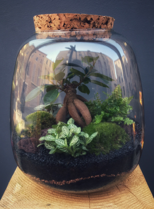 PERTH Terrarium tropical fermé taille L - 79€